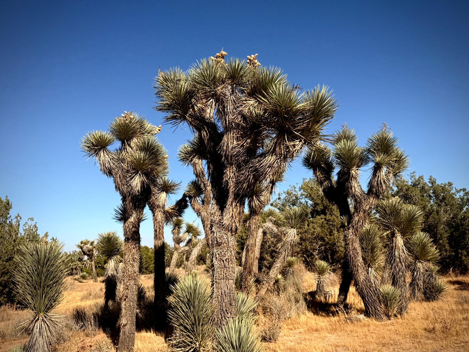 Joshua trees scattered across the open Mojave desert