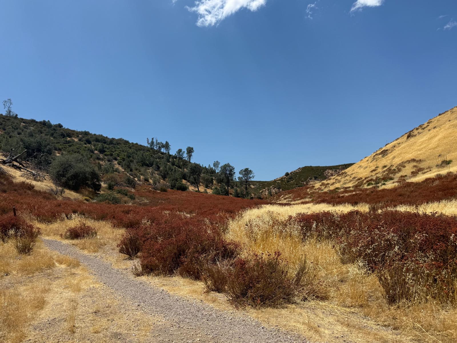 The trail cutting through red buckwheat and dry grass in the hills